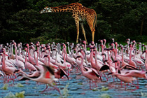 實拍肯尼亞百萬火烈鳥遷徙壯觀景象