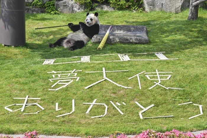 旅日大熊貓獲日本警方頒發的“感謝狀”