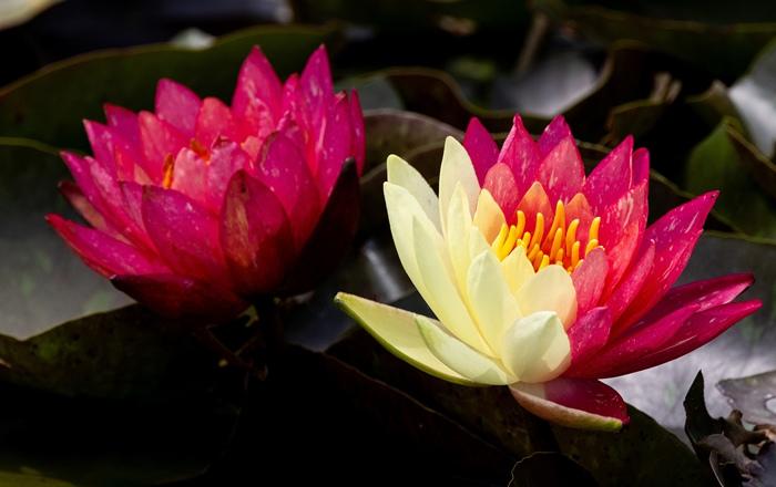 好運(yùn)“蓮蓮”！安徽淮北雙色睡蓮驚艷綻放