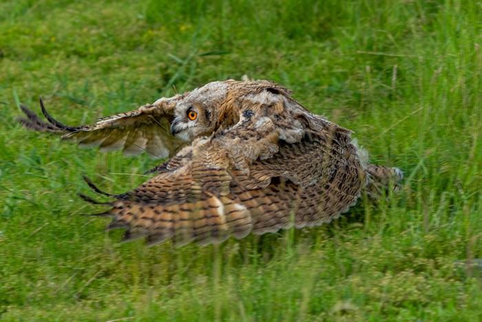 呼倫貝爾草原現稀有鳥類雕鸮