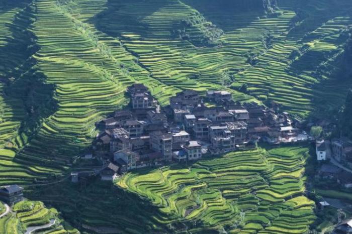 廣西苗寨稻田初黃秋意濃