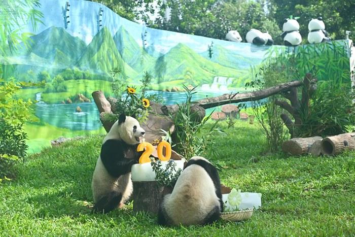 廣州動物園新大熊貓館開館