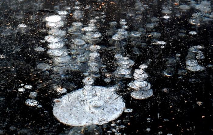 遼寧沈陽(yáng)：東陵荷花湖出現(xiàn)“冰泡”奇觀