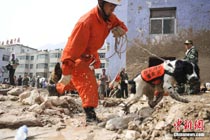 甘肅舟曲泥石流:搜救犬全力搜救