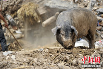 舟曲特大山洪泥石流災害再現“豬堅強”