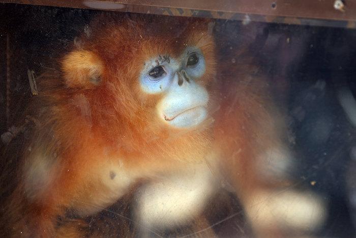 法國博瓦勒動(dòng)物園迎來三只中國金絲猴